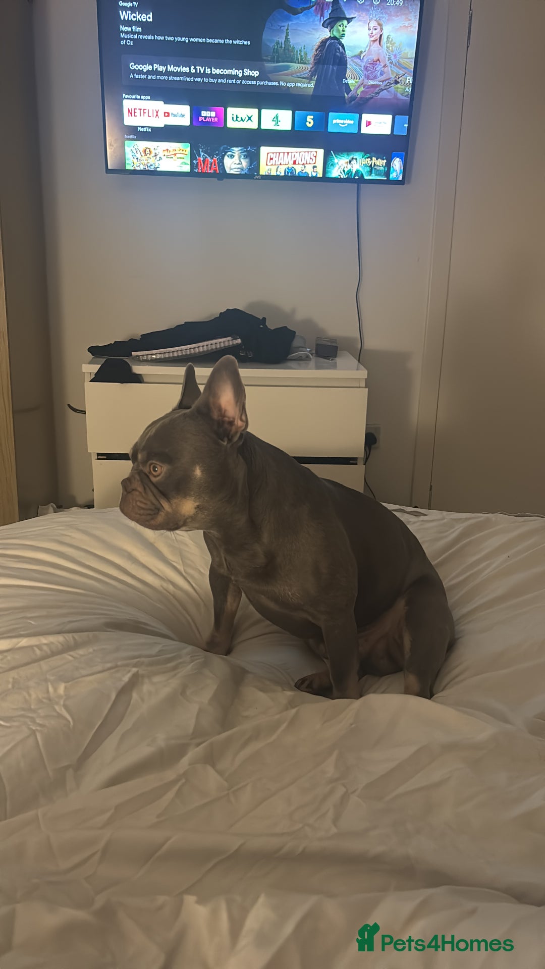 French Bulldog dogs for stud: Blue and Isabella French bulldog  - Image 6