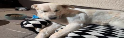 Mixed Breed dogs for adoption: 🚨URGENT FOSTER/ FOSTER TO ADOPT HOME NEEDED VEGA in Hengoed - Advert 5