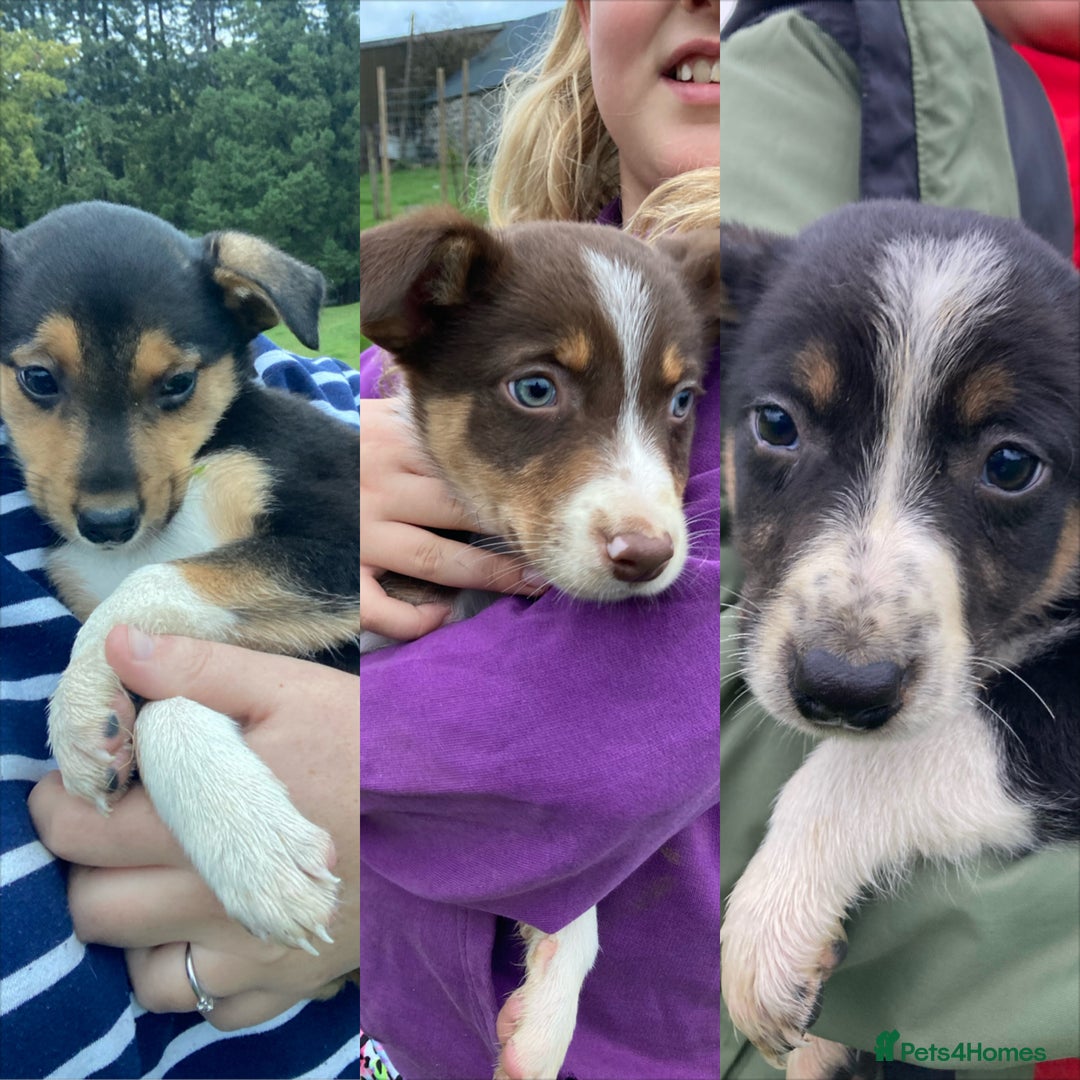 Mixed Breed dogs for sale: Huntaway Cross Breed Puppies - Advert 5