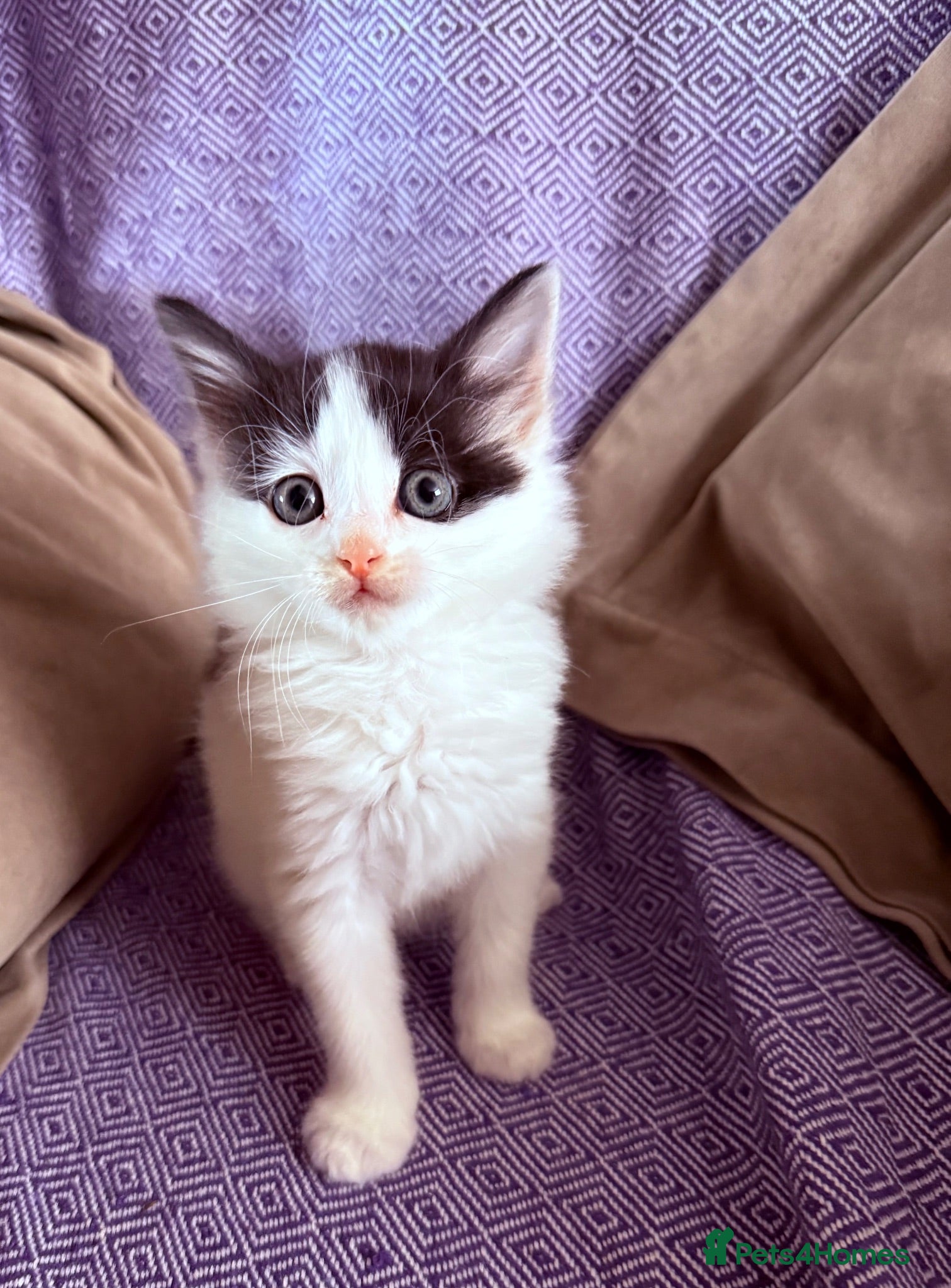 Mixed Breed cats Beautiful fluffy kittens  - Advert 4