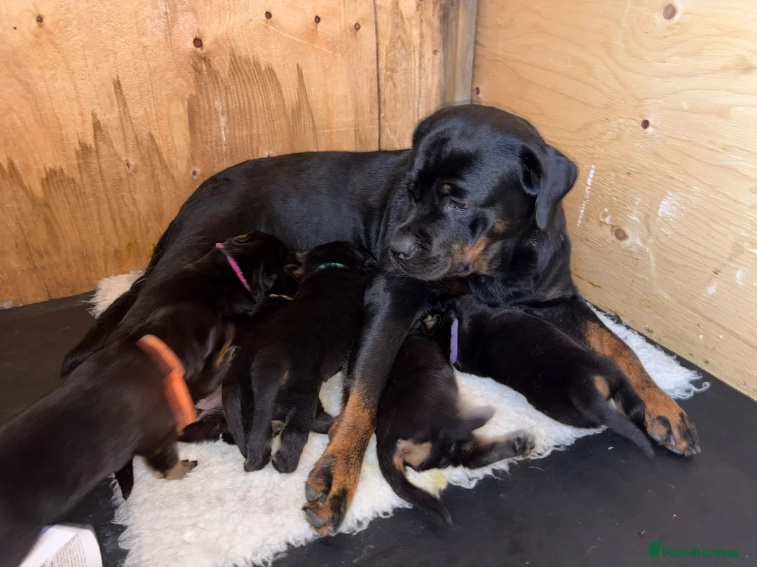 Rottweiler dogs for sale: Beautiful KC/Health tested Rottweiler puppies🐶❤️ - Advert 1
