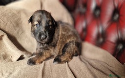 German Shepherd dogs for sale: Long-Haired Straight Back German Shepherd Puppies - Image 19