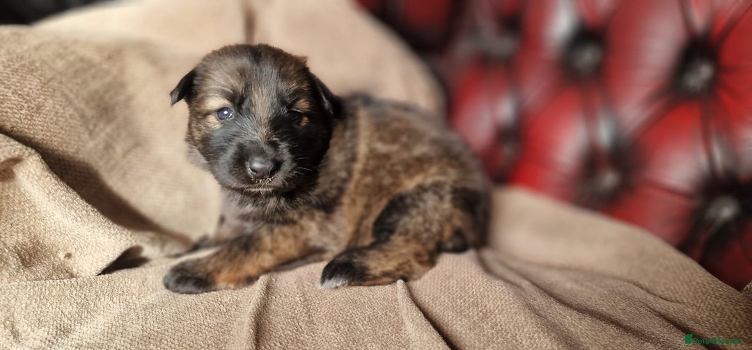 German Shepherd dogs for sale: Long-Haired Straight Back German Shepherd Puppies - Image 19