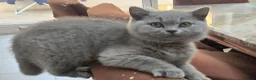British Shorthair cats for sale: Fully Vaccinated Adorable Gorgeous BSH kittens - Advert 14
