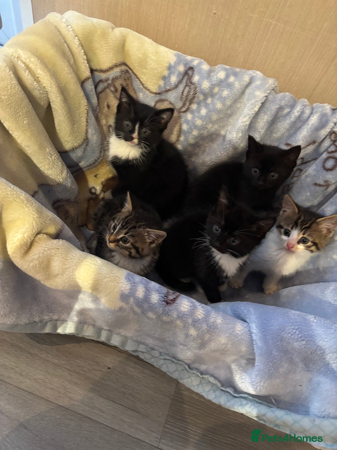 Mixed Breed cats for sale: Beautiful kittens - Image 2