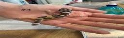 Leopard Gecko reptiles for sale: Baby leopard geckos - Advert 4