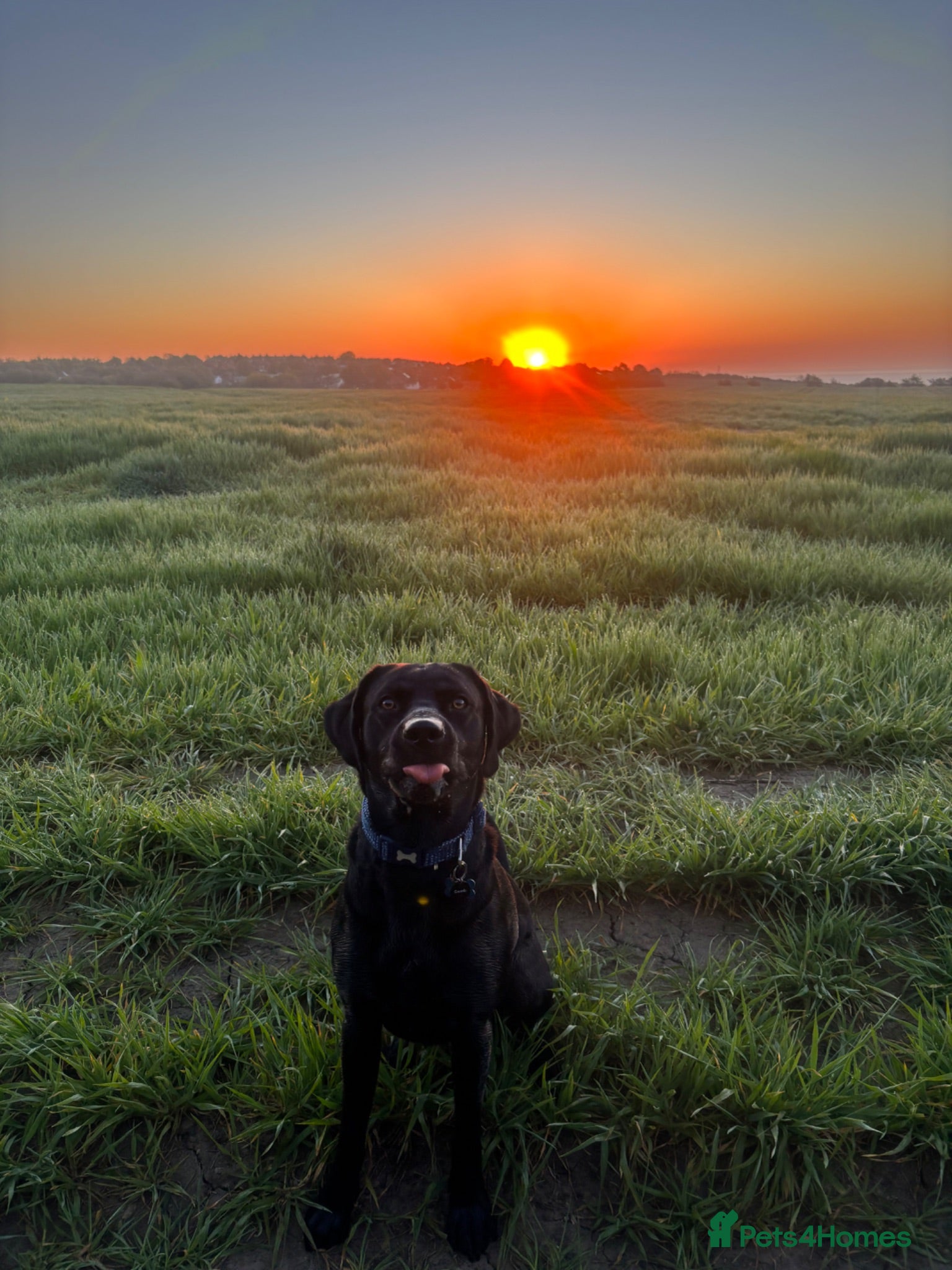 Labrador Retriever dogs Black Labrador for stud  - Advert 1
