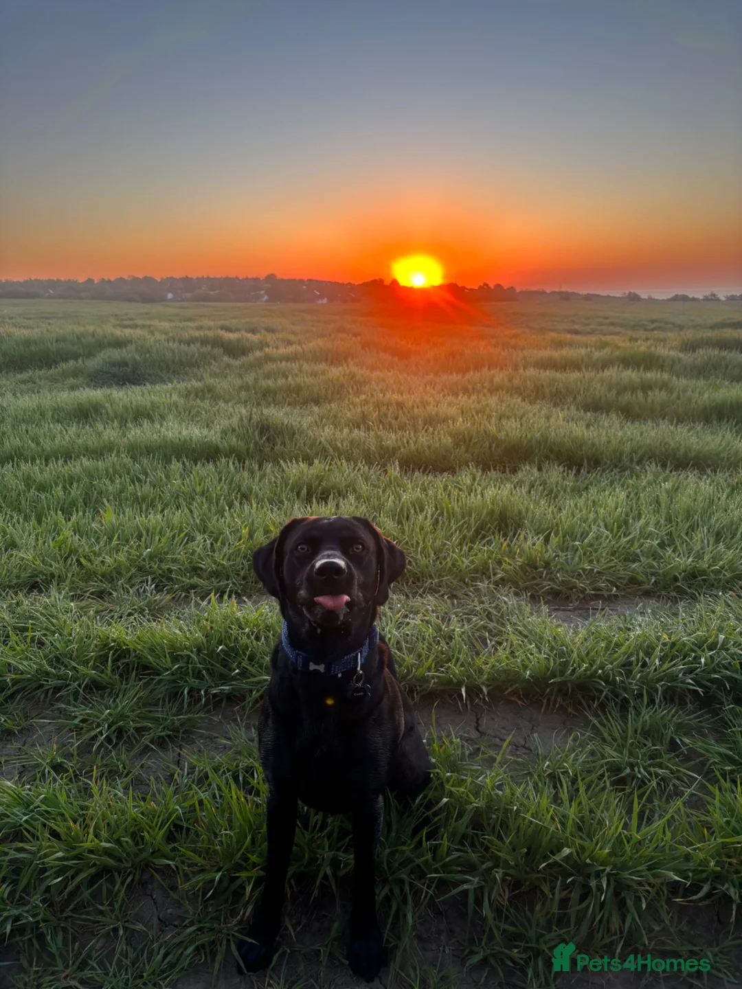 Labrador Retriever dogs for stud: Black Labrador for stud  in Peterlee - Advert 1