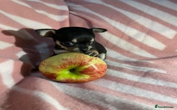 Chihuahua dogs for sale: 2 chihuahua girl puppies  - Advert 10