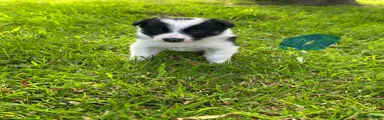 Border Collie Puppy 2