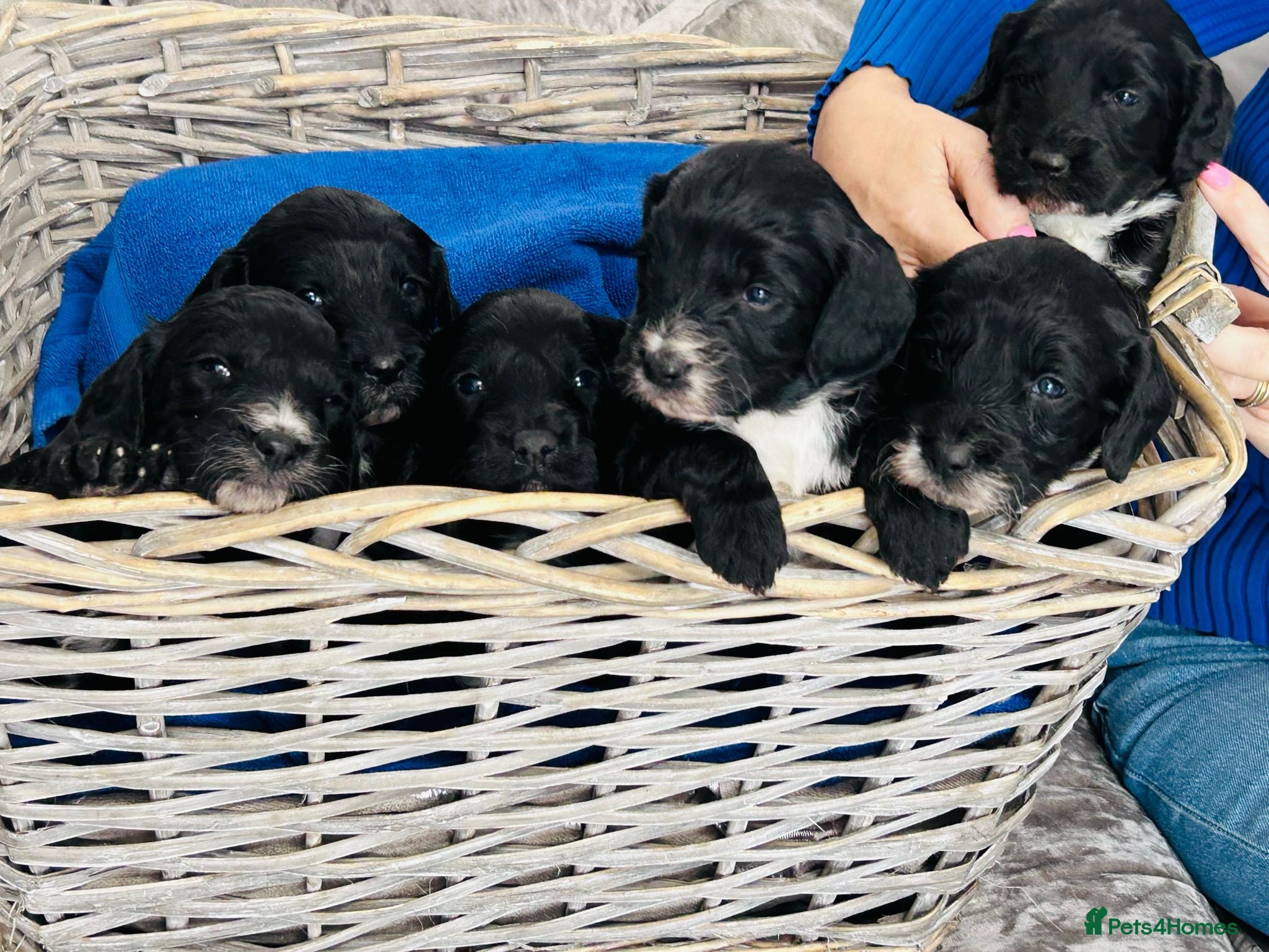 Sproodle dogs 6 beautiful sproodle puppies  - Advert 1