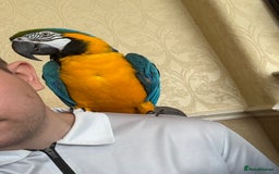 Macaws birds for sale: Blue and gold macaw  - Image 1