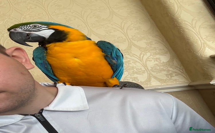 Macaws birds - Advert 1