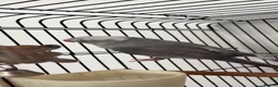 Parrots birds for sale: Grey Indian ring neck  in Romford - Advert 1