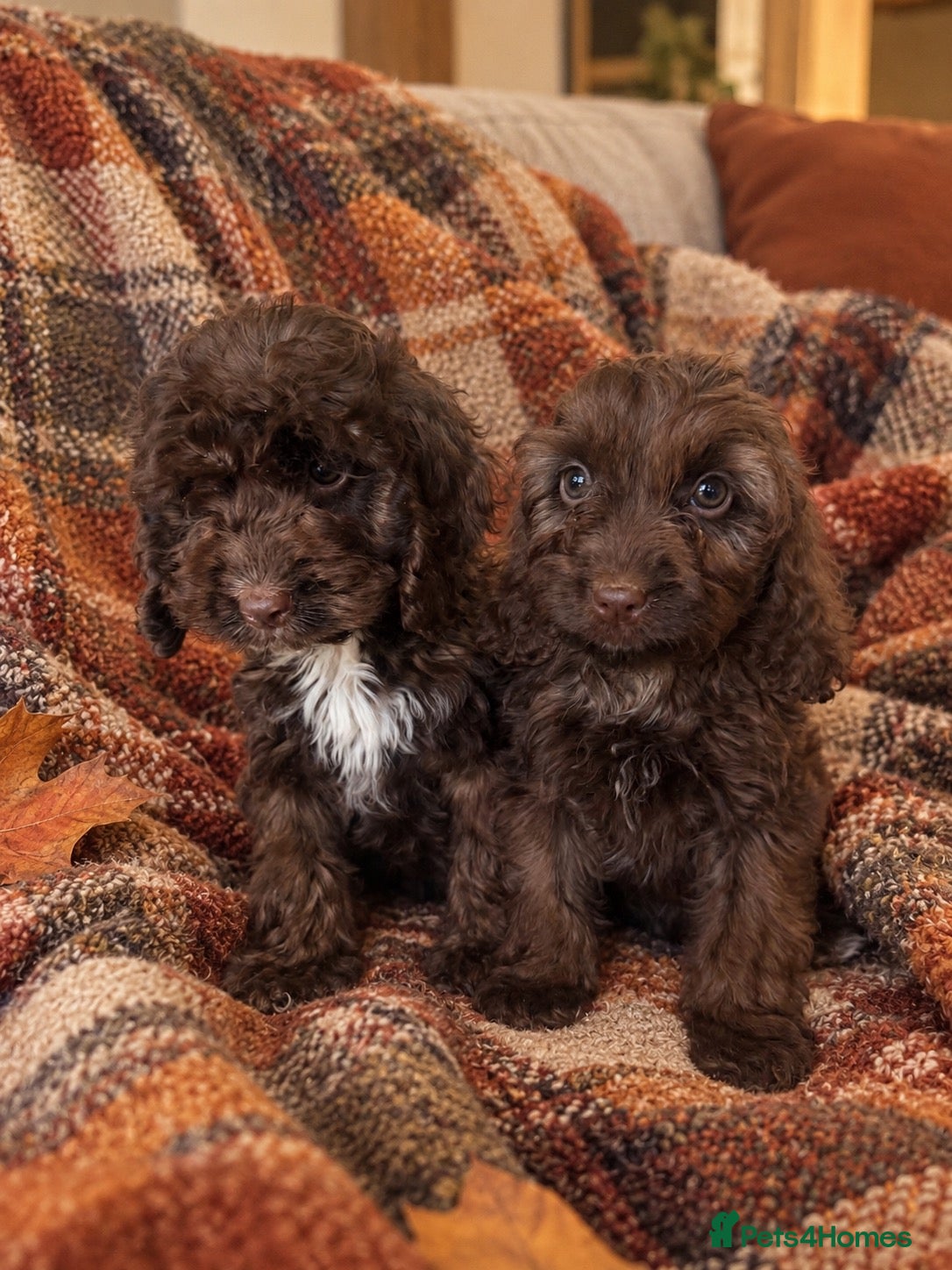 Cockapoo dogs Cockapoo puppies - Advert 12