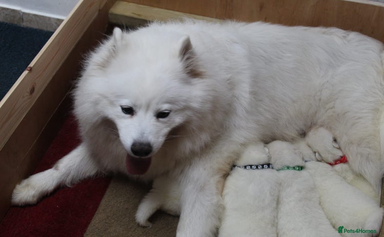 Samoyed dogs - Advert 12