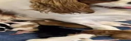 Cavapoo dogs for sale: 🐶 Quick sale Toy Cavapoo puppies 🐶  - Advert 2