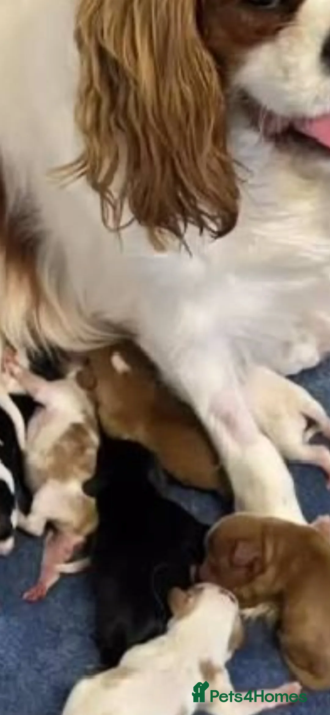 Cavapoo dogs for sale: 🐶 Quick sale Toy Cavapoo puppies 🐶  - Advert 2