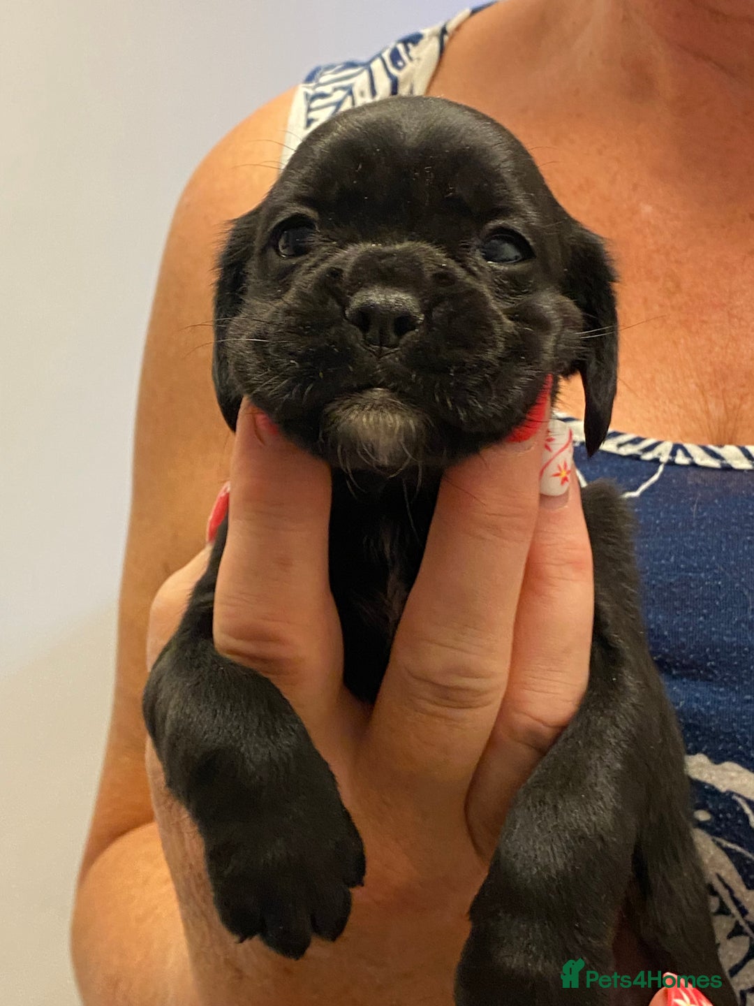 Cockapoo dogs for sale: Cockerpoos - Image 4
