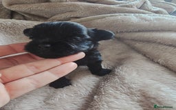 Yorkshire Terrier dogs for sale: Mini Yorkshire terrier Biewer Chocolate /black  - Image 11
