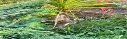 Mixed Breed cats for sale: Lovely Kittens  - Advert 8