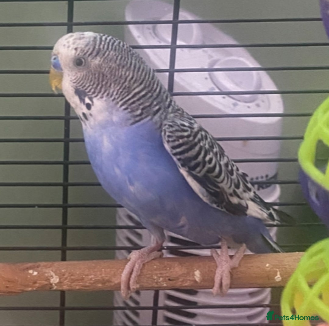 Budgerigars birds for sale: Willow. Male budgie. With cage. 3 years old.  - Image 11