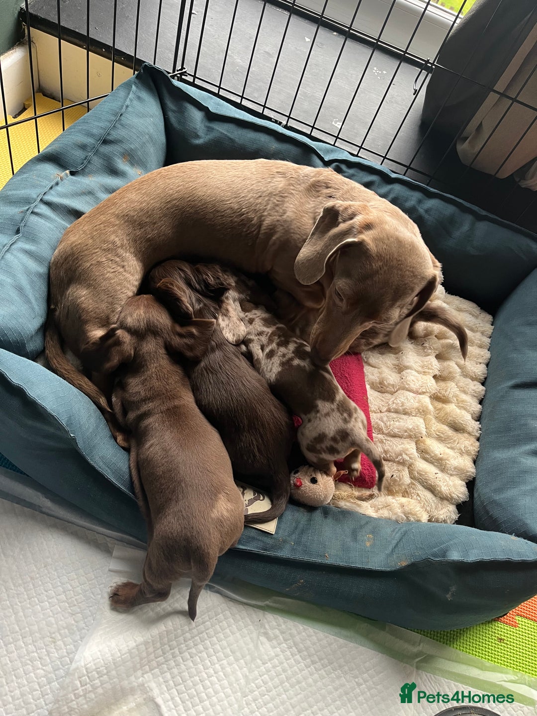 Miniature Dachshund dogs for sale: Miniature Dachshunds  - Advert 6