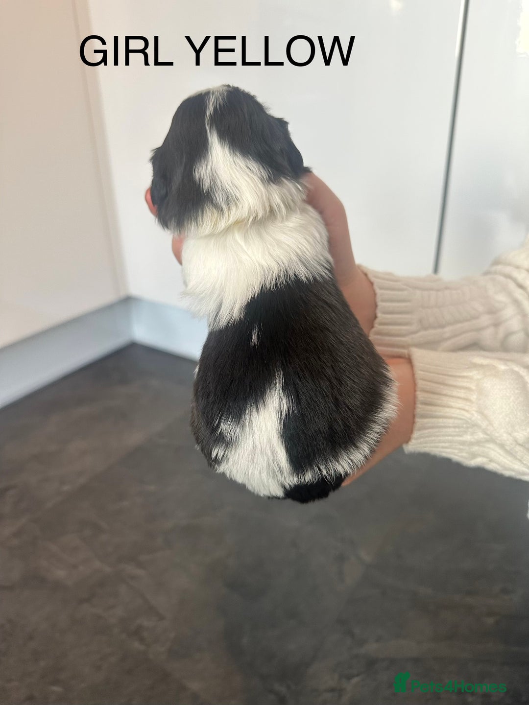 Shih Tzu dogs for sale: Shih Tzu puppies - Advert 13