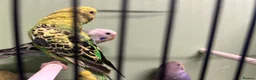 Budgerigars birds for sale: Budgies for Sale  - Advert 18