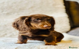 Miniature Dachshund dogs for sale: Chocolate & Tan Miniature Longhaired Dachshund - Image 5