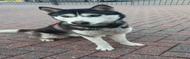 Siberian Husky 