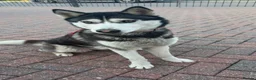 Siberian Husky dogs for sale: Siberian husky girl 14 month old  - Advert 2