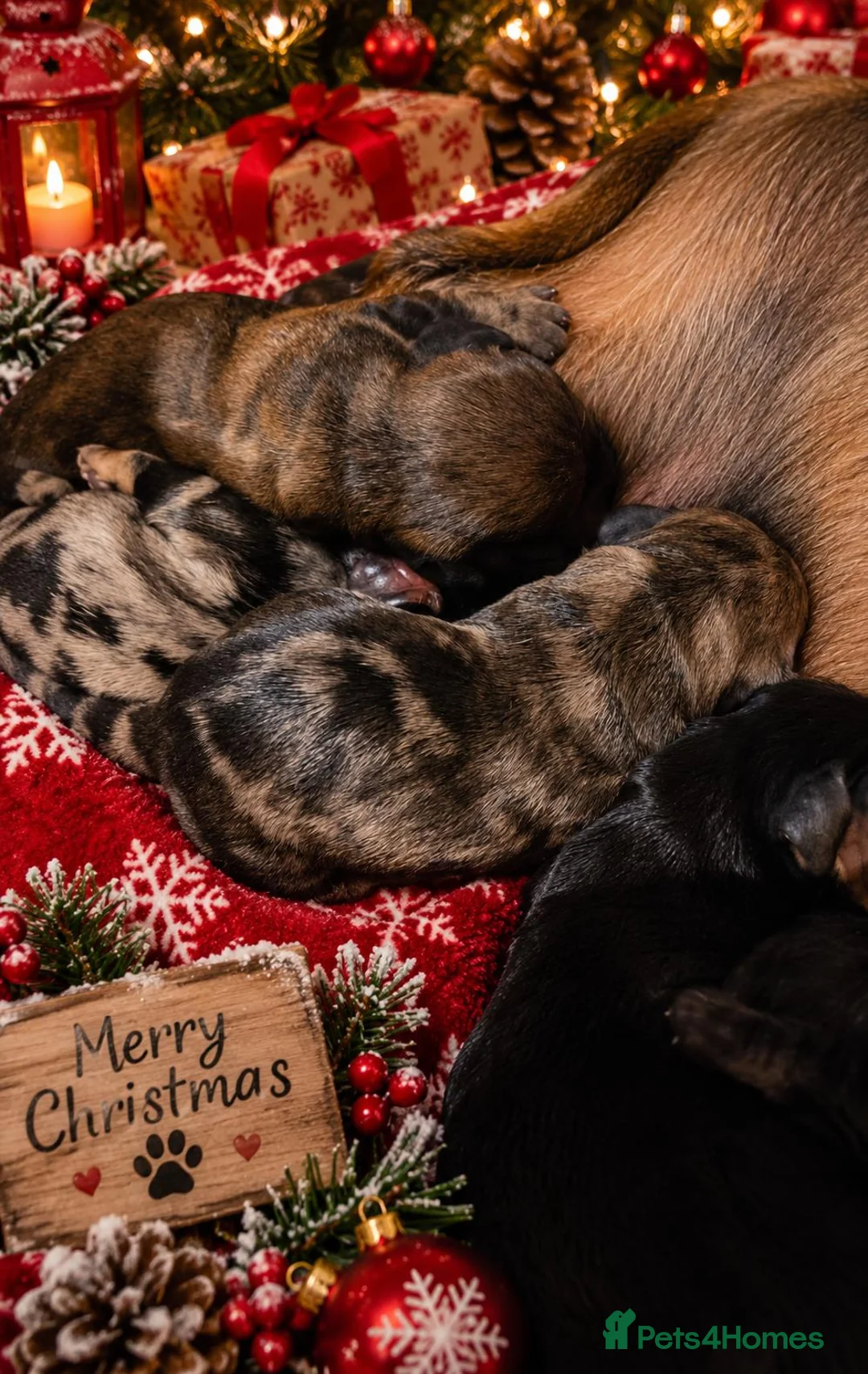 Miniature Dachshund dogs for sale: KC registered Miniature Dachshunds in Durham - Advert 2