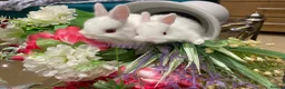 Netherland Dwarf rabbits for sale: Pure Netherland Dwarf - Advert 7