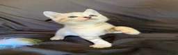 Bengal cats for sale: Stunning Snow Bengal Kittens - Advert 8