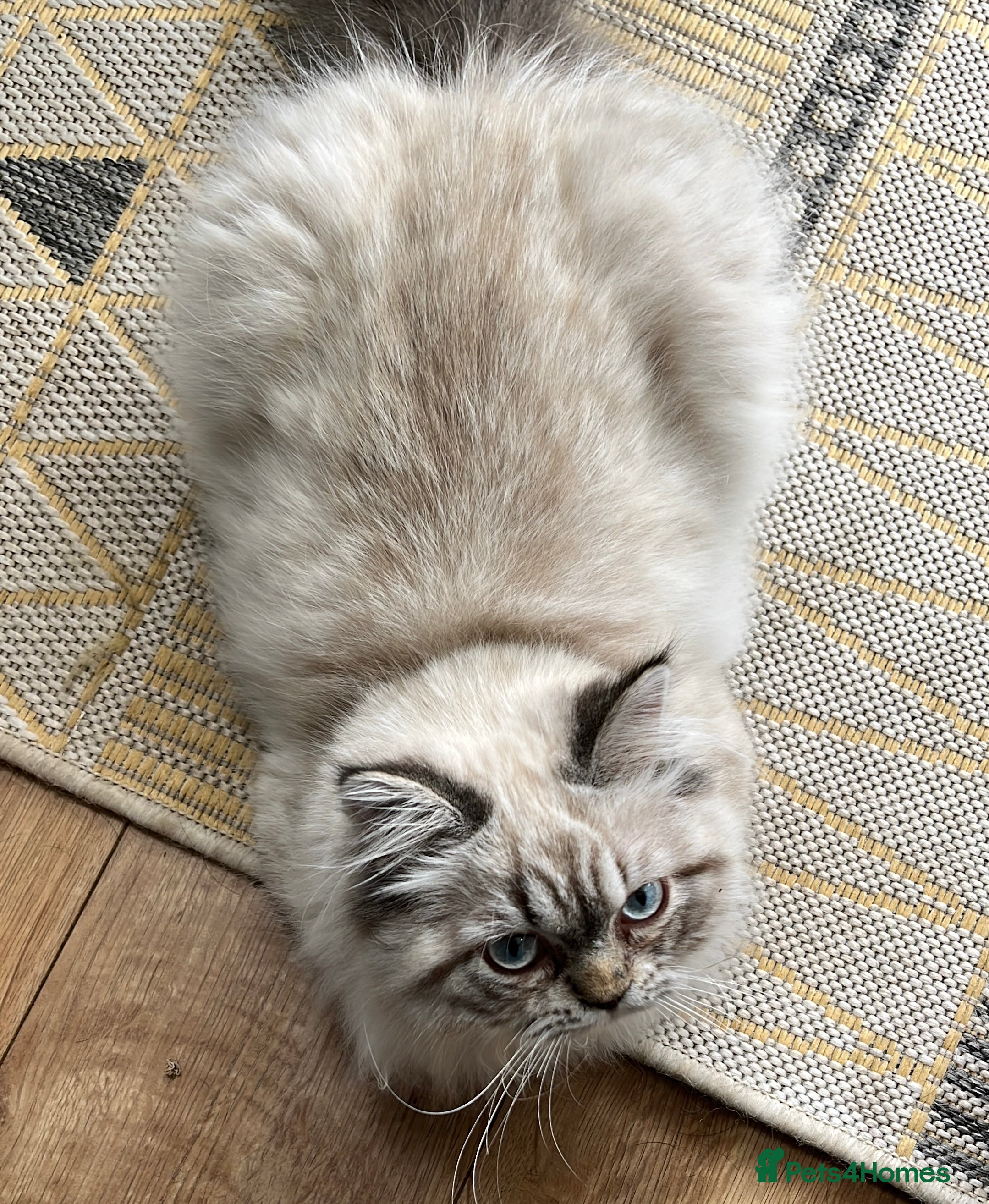 Persian cats 💕Simply Stunning Bailey💕PKD neg tested Persian  - Advert 4