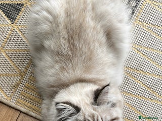 Persian cats 💕Simply Stunning Bailey💕PKD neg tested Persian - Advert 4