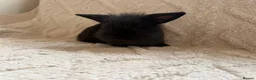 Lionhead rabbits for sale: Lionhead bunnies  - Advert 6