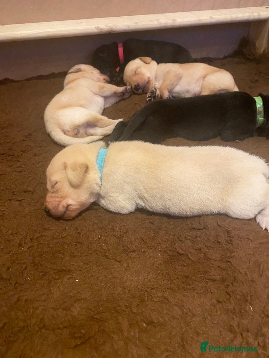 Labrador Retriever dogs for sale: KC registered Labrador puppies - Advert 5