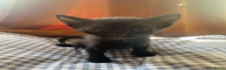Mixed Breed cats for sale: 5 Stunning Kittens - Advert 7