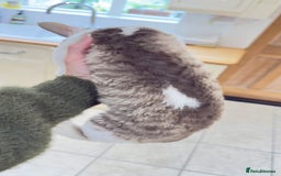 Devon Rex cats for sale: Fantastic quality GCCF boy  - Image 10