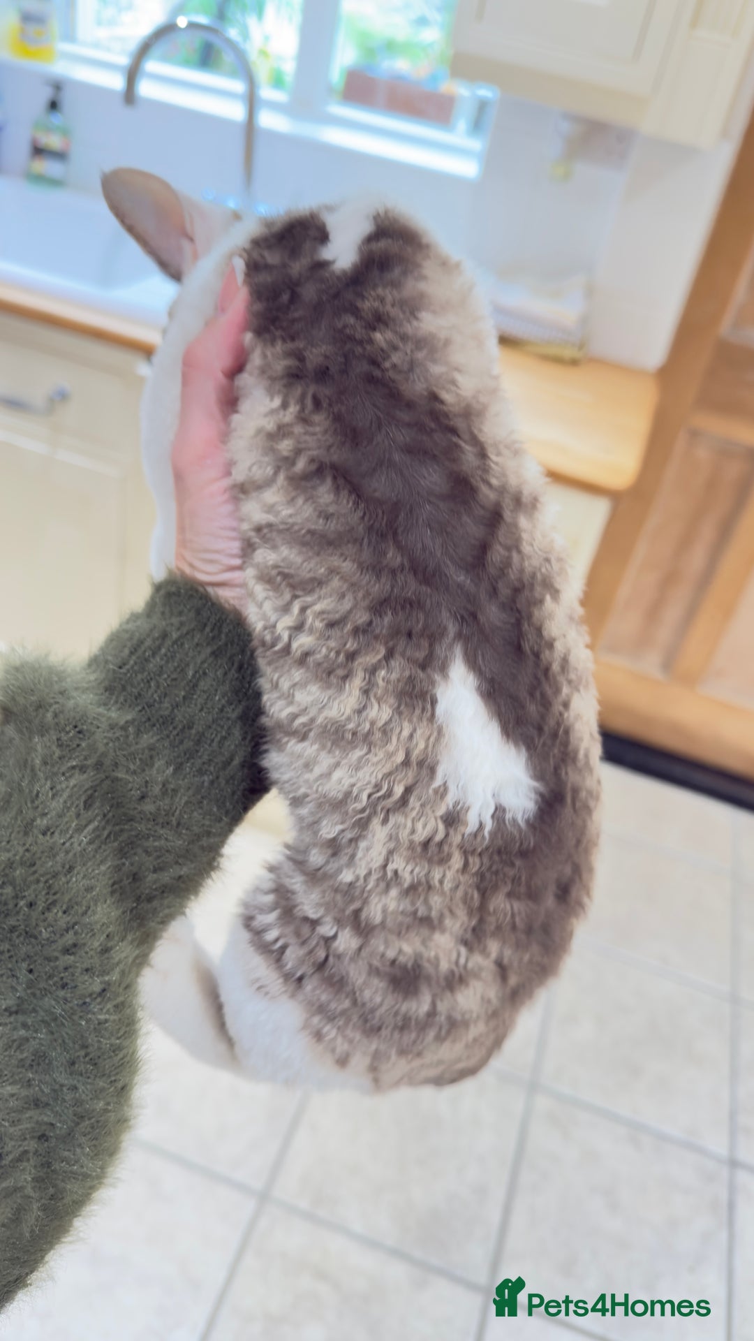 Devon Rex cats for sale: Fantastic quality GCCF boy  - Image 10