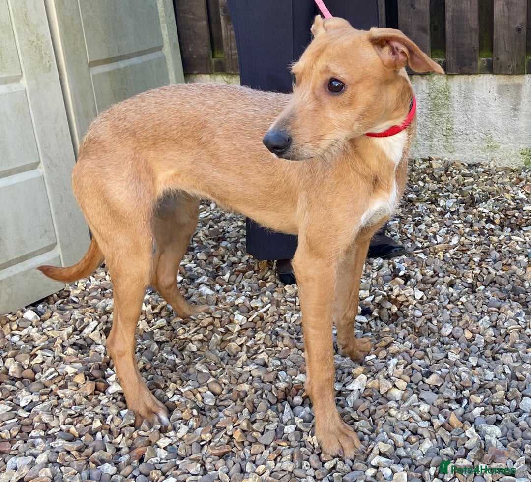 Greyhound Romany Lurchers Black Tan Leather Italian Greyhound