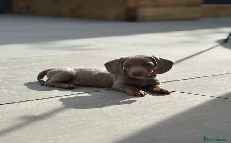 Miniature Dachshund dogs - Advert 3