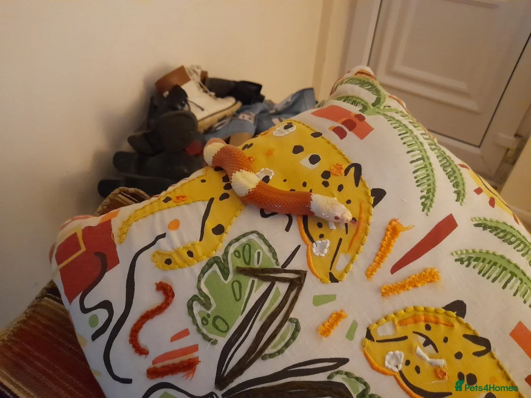 Snake reptiles for sale: Royal Python & Milk Snake Free to Good Home - Advert 3