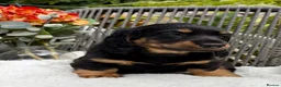 Dachshund dogs for sale: kC Reg, Standard Long Haired Dachshunds  - Advert 10