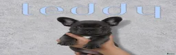 French Bulldog dogs for sale: 2x Male French Bulldogs For Sale - Advert 2