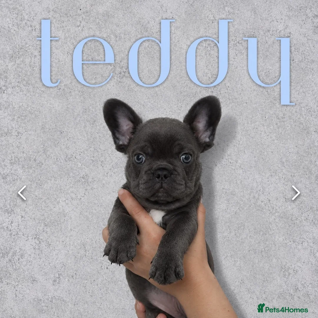 French Bulldog dogs for sale: 2x Male French Bulldogs For Sale - Advert 2