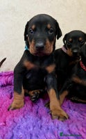 Dobermann dogs - Advert 3