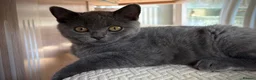 British Shorthair cats for sale: Beautiful British Shorthair  - Advert 2